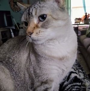 Meet your Posher, Joyce